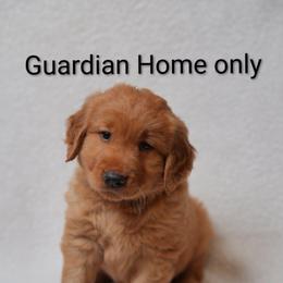 Guardian home ONLY not for sale. - Dark golden female Golden Retriever puppy in Holmesville, Ohio from Lórien Retrievers