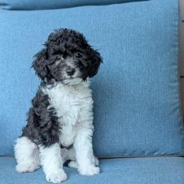 Orange Boy - (will be gray tuxedo) - Black male Whoodle puppy in Kalispell, Montana from Countryman Whoodles