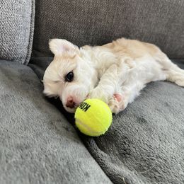 Chinese Crested Puppies from Rose’s Chinese Cresteds