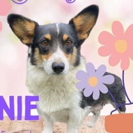 American Corgis from Mommy & Me Corgi’s