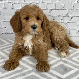 Rose - Apricot female Goldendoodle puppy in Millersburg, Ohio from Ohio Puppy Paws