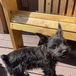 Makko - Miniature Schnauzer