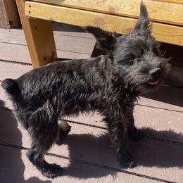 Makko - Miniature Schnauzer