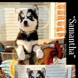 Pomsky Puppies from Star Power Pomskies