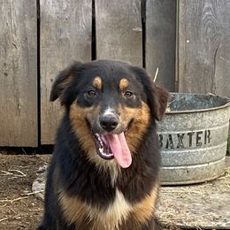 Dandy - Black tri-color male Australian Shepherd puppy in Pikeville, Tennessee from Rock Solid Ranch