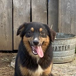 Dandy - Black tri-color male Australian Shepherd puppy in Pikeville, Tennessee from Rock Solid Ranch