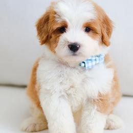 July - Brown and white male Bernedoodle puppy in Diamond Bar, California from Furrytaildoodles