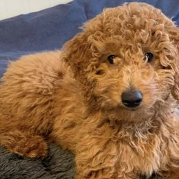 Goldendoodles from Cutiedoodles