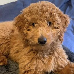 Goldendoodles from Cutiedoodles