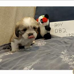 Tanner DB2 - Golden male Lhasa Apso puppy in Norman, Oklahoma from Steve's Puppies