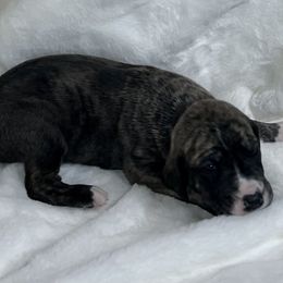 Light Green - Brindle male Great Dane puppy in Aspers, Pennsylvania from Elja Danes