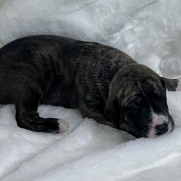 Light Green - Brindle male Great Dane puppy in Aspers, Pennsylvania from Elja Danes