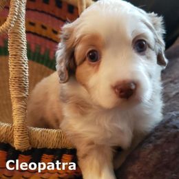 Miniature American Shepherds from A Bar J Ranch Kennel