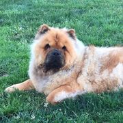 Tatiana - Chow Chow