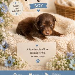 Maui - Red tri male Miniature Australian Shepherd puppy in Idalou, Texas from Lonesome Pine Mini Aussies