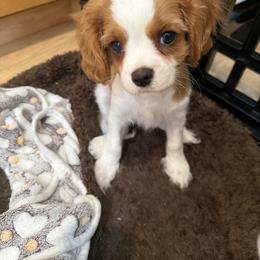 Cedar - Blenheim male Cavalier King Charles Spaniel puppy in Santa Clara, California from Raised by Cathy