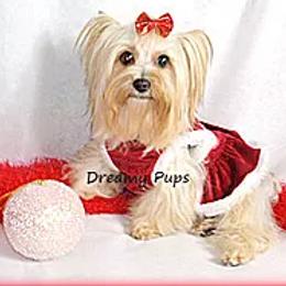 Biewer Terrier and Yorkshire Terrier All Grown Up from Dreamy Pups