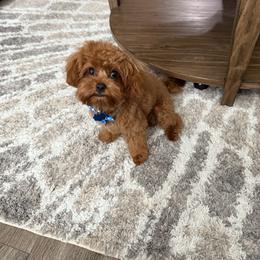 Bernedoodle, Cavapoo, Havanese, and Havapoo Puppies from Lady Paws Puppies - Cassie