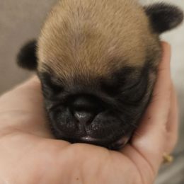 Blue - Fawn male Pug puppy in Tallapoosa, Georgia from West Georgia Pugs