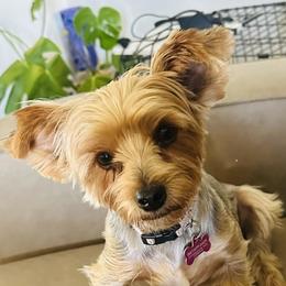 Bell - Yorkshire Terrier