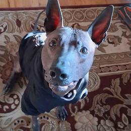 Xoloitzcuintli from Black Magic Xolos