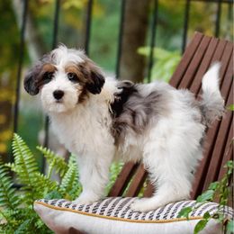 Boy 1 - Bernedoodle puppy from GimiPup Doodles