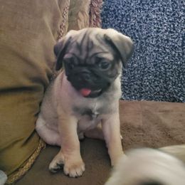 Pug Puppies from Ava's Pugs