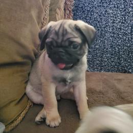 Pug Puppies from Ava's Pugs