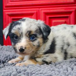 Fern - Blue merle female Toy Australian Shepherd puppy in Granbury, Texas from Best Little Aussies