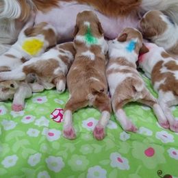 Brittany Puppies from Tommie Dahl