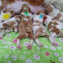 Brittany Puppies from Tommie Dahl
