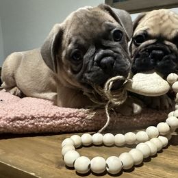 French Bulldog Puppies from Belle Isle Bullies