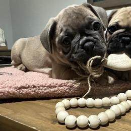 French Bulldog Puppies from Belle Isle Bullies