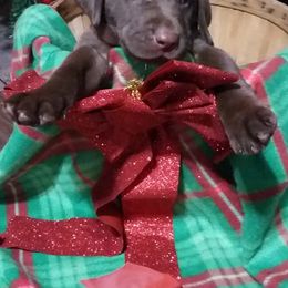 Labrador Retrievers from BS Schaefer Farms