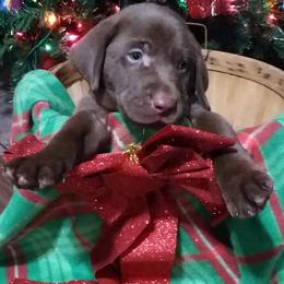 Labrador Retrievers from BS Schaefer Farms