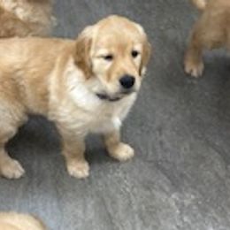 Golden Retrievers from Golden Acres