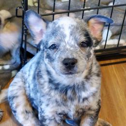 Eye patch - Blue mottled male Australian Cattle Dog puppy in Lenoir, North Carolina from Blue Coyote Ranch