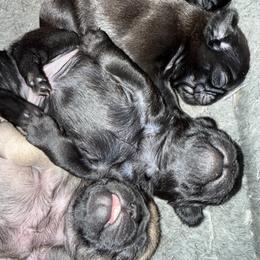 BLACK MALE - Black male Pug puppy in Saugus, Massachusetts from Pug Puppies of Boston