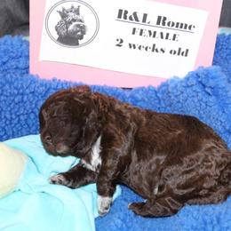 Lagotto Romagnolo Puppies from Royal and Loyal Lagotto Romagnolo