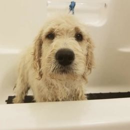 French Bulldog, Goldendoodle, and Golden Retriever Puppies from Crystal Coast Kennels, LLC