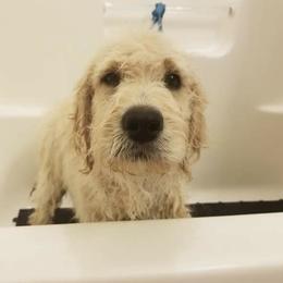 French Bulldog, Goldendoodle, and Golden Retriever Puppies from Crystal Coast Kennels, LLC
