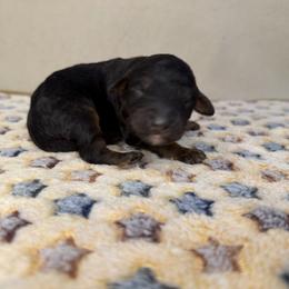 Ash - Phantom male Poodle puppy in Stilwell, Oklahoma from LR&R Dog Co.