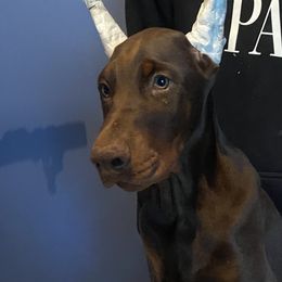 Doberman Pinschers from Asguardian Kennel