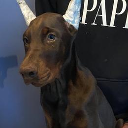 Doberman Pinschers from Asguardian Kennel