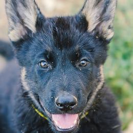 Yellow - Black and tan male German Shepherd puppy in Rolling Hills, Wyoming from Wyohaus German Shepherds