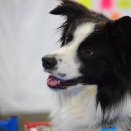 English Shepherd All Grown Up from Shepherd's Way