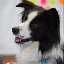 English Shepherd All Grown Up from Shepherd's Way