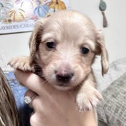 Boots - Cream male Dachshund puppy in Cypress, Texas from Cypress Dachshunds