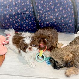 Shih Tzu Puppies from Arizona Sunrise Shih Tzus