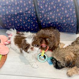 Shih Tzu Puppies from Arizona Sunrise Shih Tzus